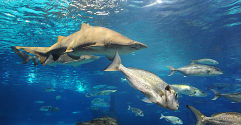 480 Aquarium Barcelona Haie 